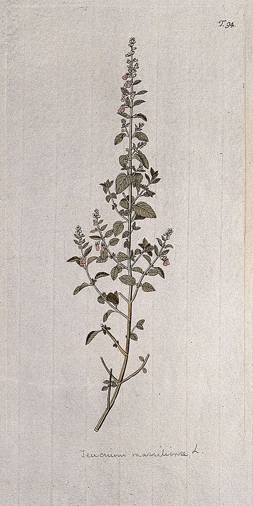 Germander (Teucrium massiliense L.): flowering stem. Coloured engraving after F. von Scheidl, 1770.