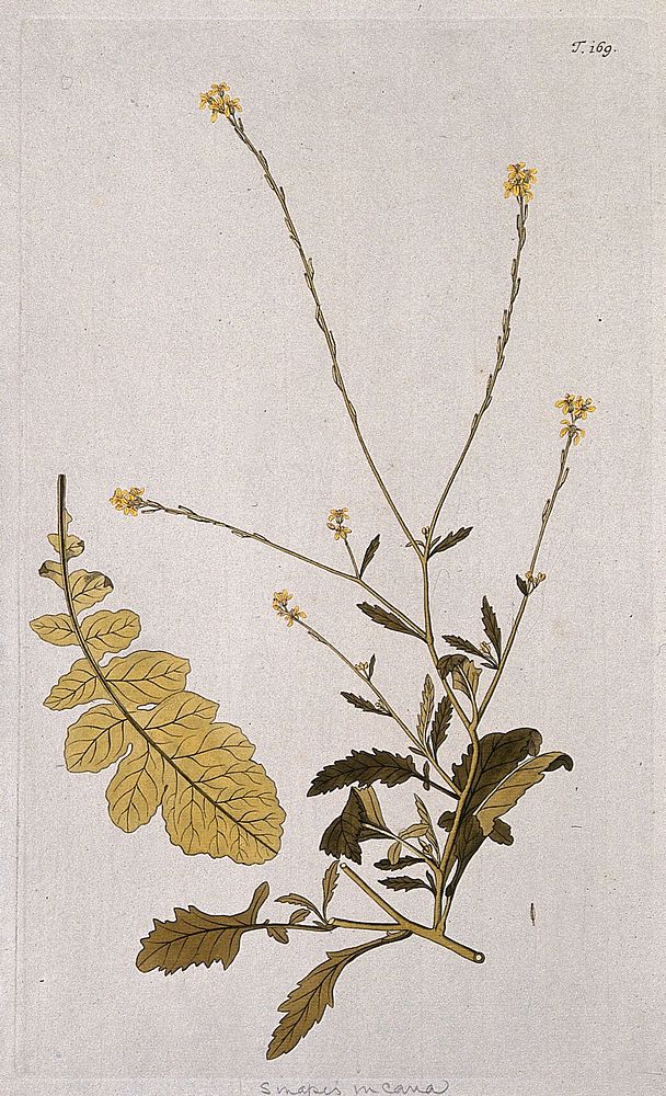 Brassica adpressa Bois: flowering stem with separate leaf. Coloured engraving after F. von Scheidl, 1772.