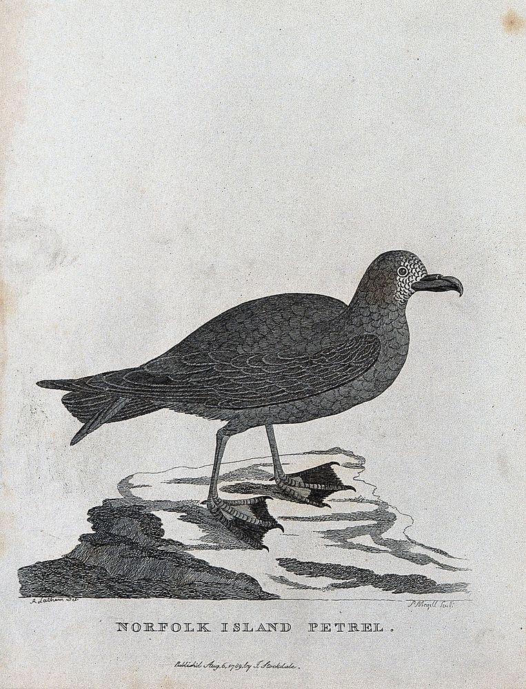 A Norfolk Island petrel. Etching by P. Mazell after A. Latham.