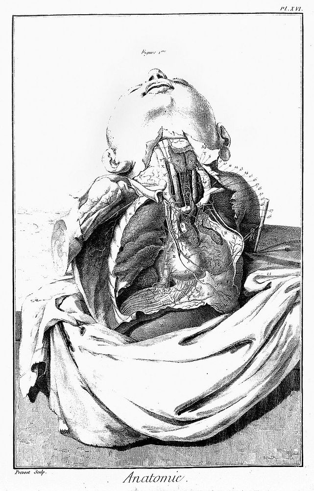 Anatomie from Diderot's Encyclopedie