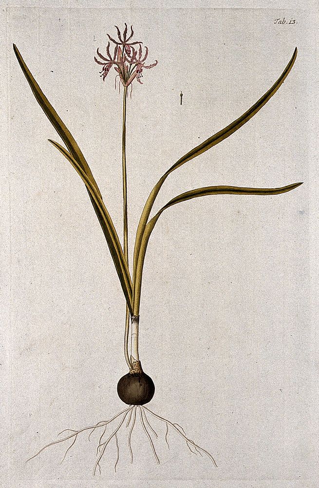 Nerine undulata: entire flowering plant. Coloured engraving after F. von Scheidl, 1776.