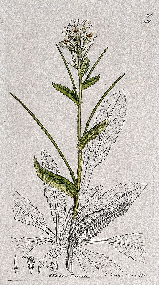 Rock or wall cress (Arabis turrita): flowering stem, leaves and floral segments. Coloured engraving after J. Sowerby, 1794.