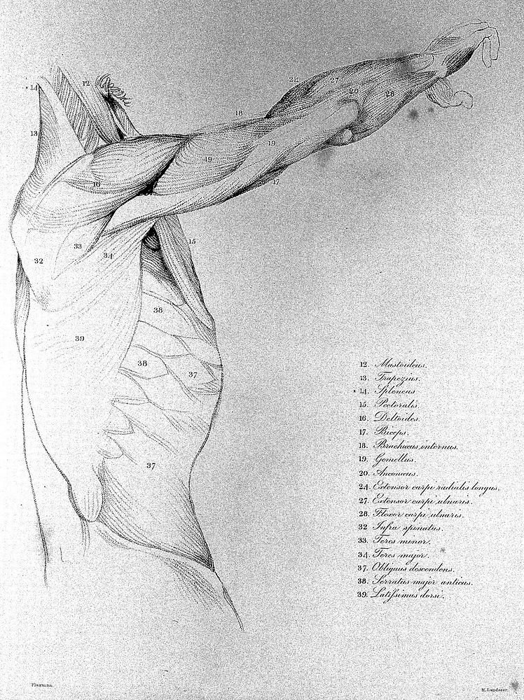 Anatomical studies of the bones and muscles, for the use of artists / from drawings by the late John Flaxman. Engraved by…