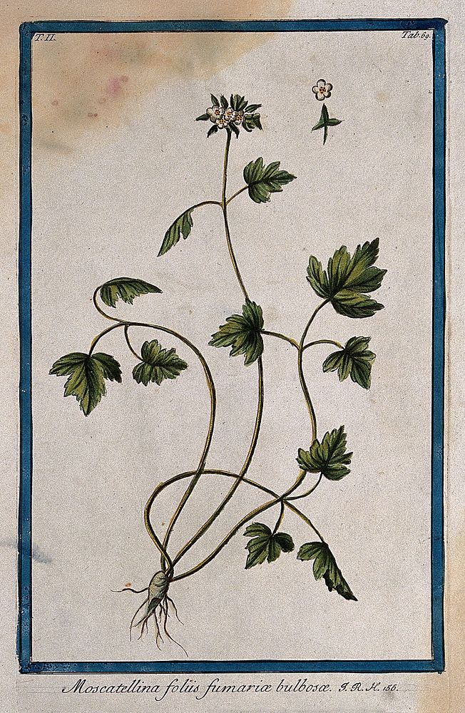 Moschatel or townhall clock (Adoxa moschatellina L.): entire flowering plant with floral sections. Coloured etching by M.…