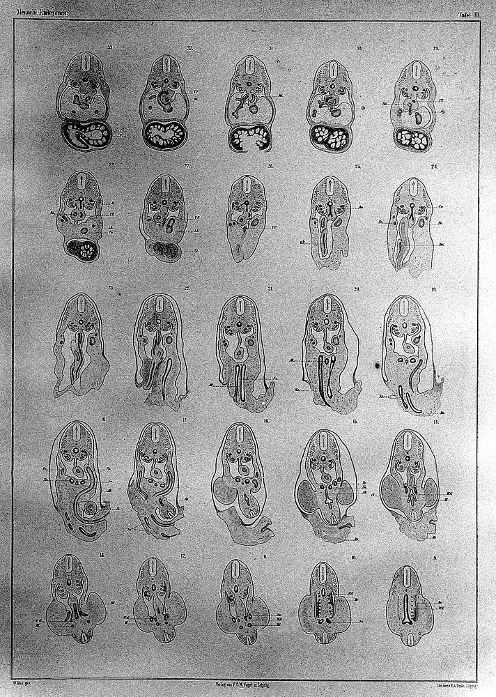 Anatomie menschlicher Embryonen / von Wilhelm His.