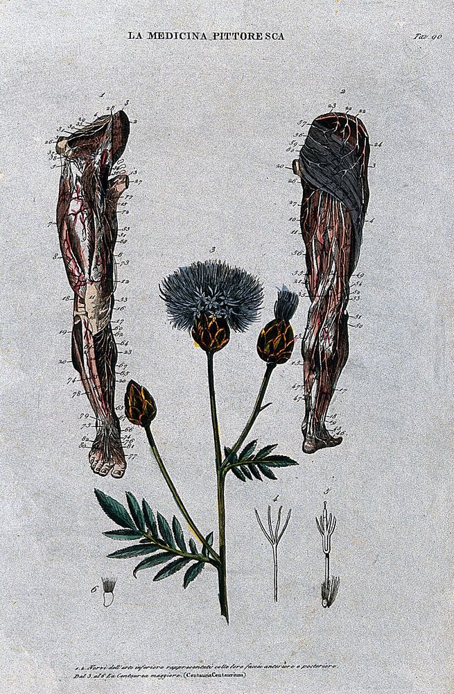 Top, nerves of the lower limb, anterior (left) and posterior (right) views; below, the plant centauria centaurium. Coloured…
