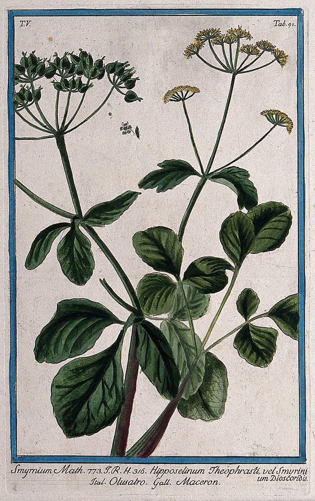 Alexanders (Smyrnium olusatrum L.): flowering and fruiting stem with separate fruit and seed. Coloured etching by M.…