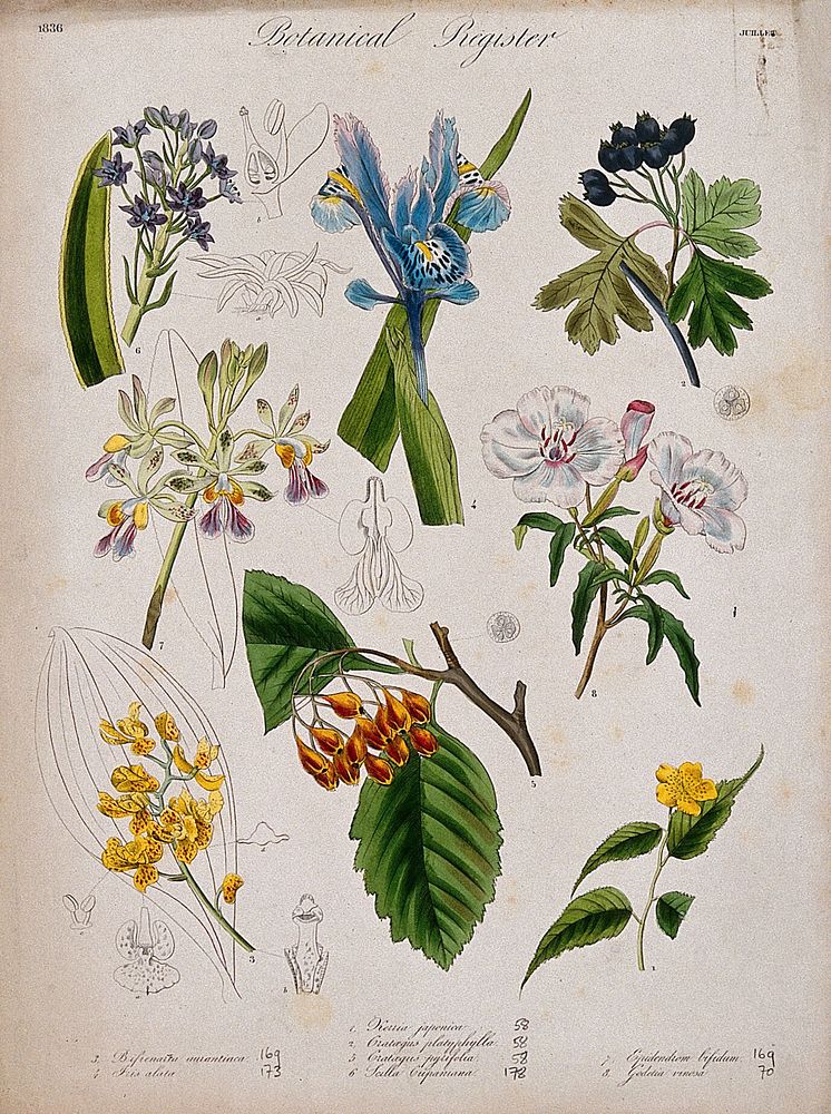 Eight plants, including two orchids and an iris: flowering stems. Coloured etching, c. 1836.
