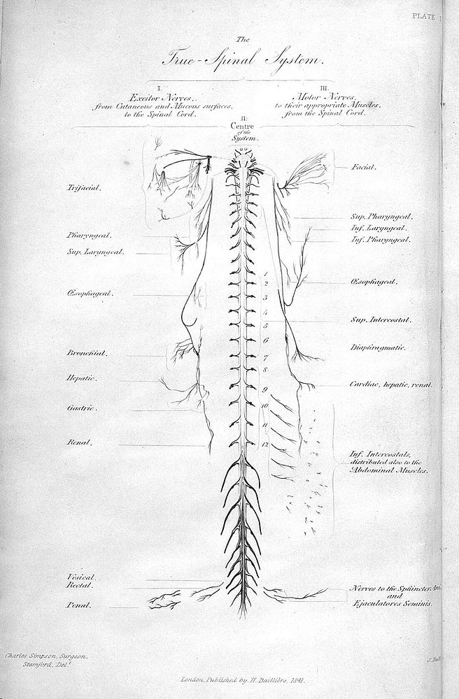 On the diseases and derangements of the nervous system. In their primary forms and in their modifications by age, sex…