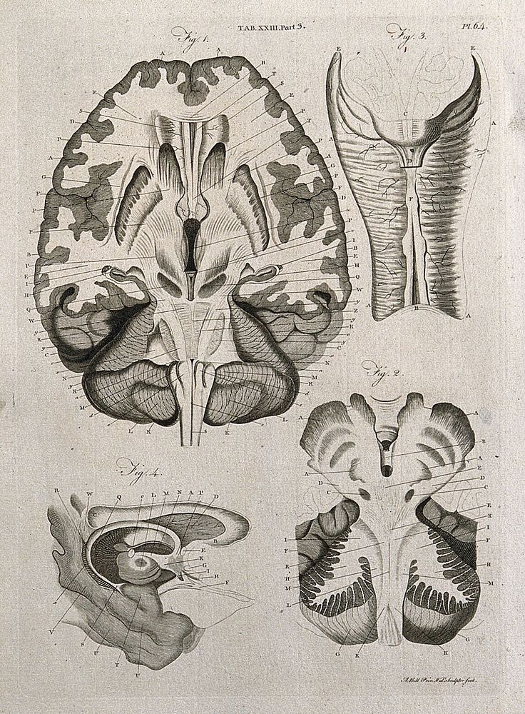The brain: four sections. Line engraving by A. Bell after F. Vicq-d'Azyr, 1798.