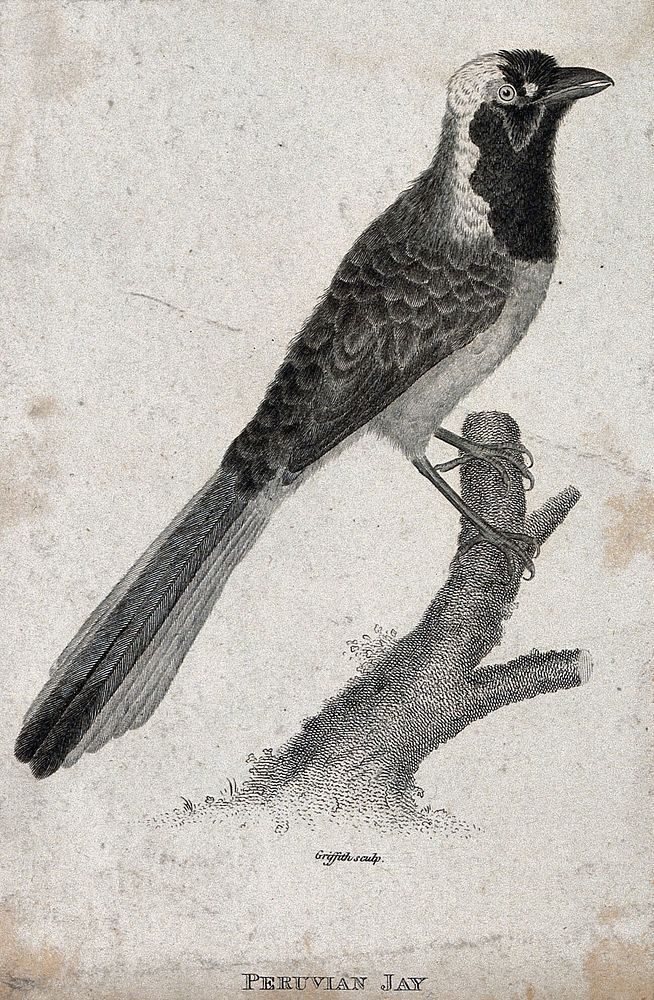 A Peruvian Jay sitting on a branch of a tree. Etching by M. Griffith.