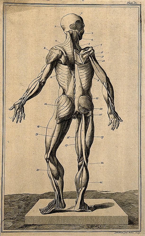 The muscles of the human body, seen from the front, after Eustachius. Etching by G. Bickham, 1743, after himself, after an…