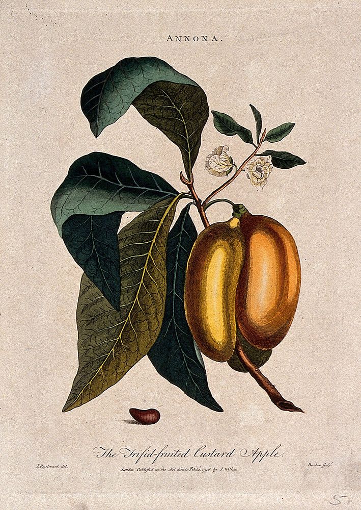 Custard apple (Annona triloba): fruiting and flowering branch and seed. Coloured etching by I. Barlow after J. Rysbrack.