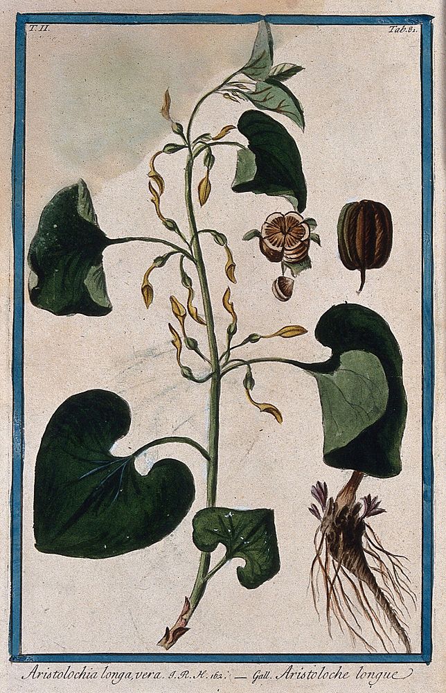 A plant related to birthwort, (Aristolochia longa L.): flowering stem with separate rhizome and sections of fruit. Coloured…