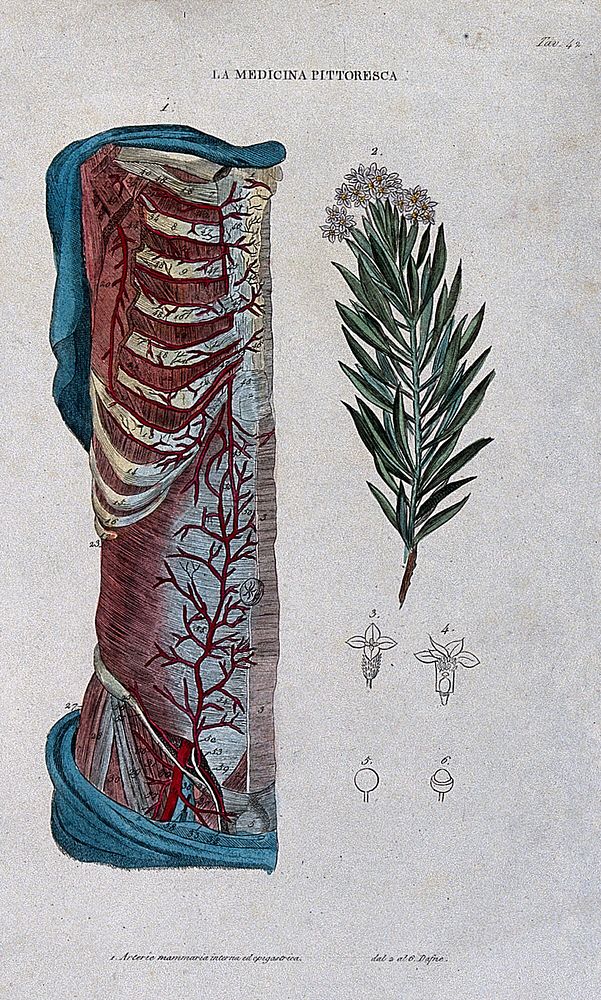 Anatomy and botany; left, half section of human thorax showing arteries and ribs; right, laurel Coloured engraving, 1834…