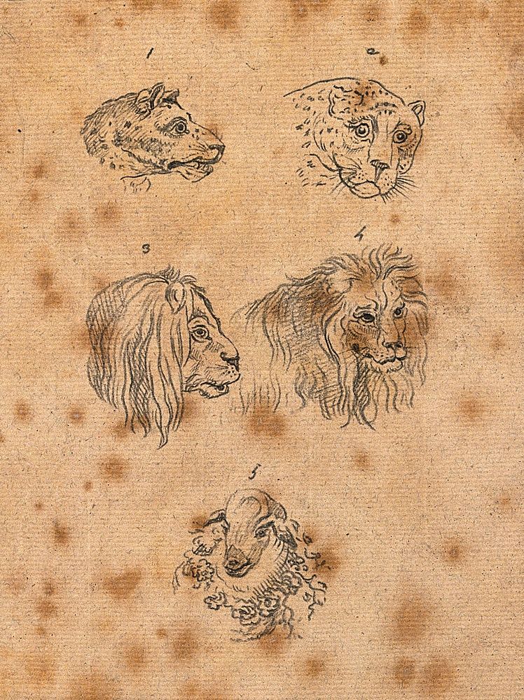 Heads of leopards, lions, and a sheep. Drawing, c. 1789.