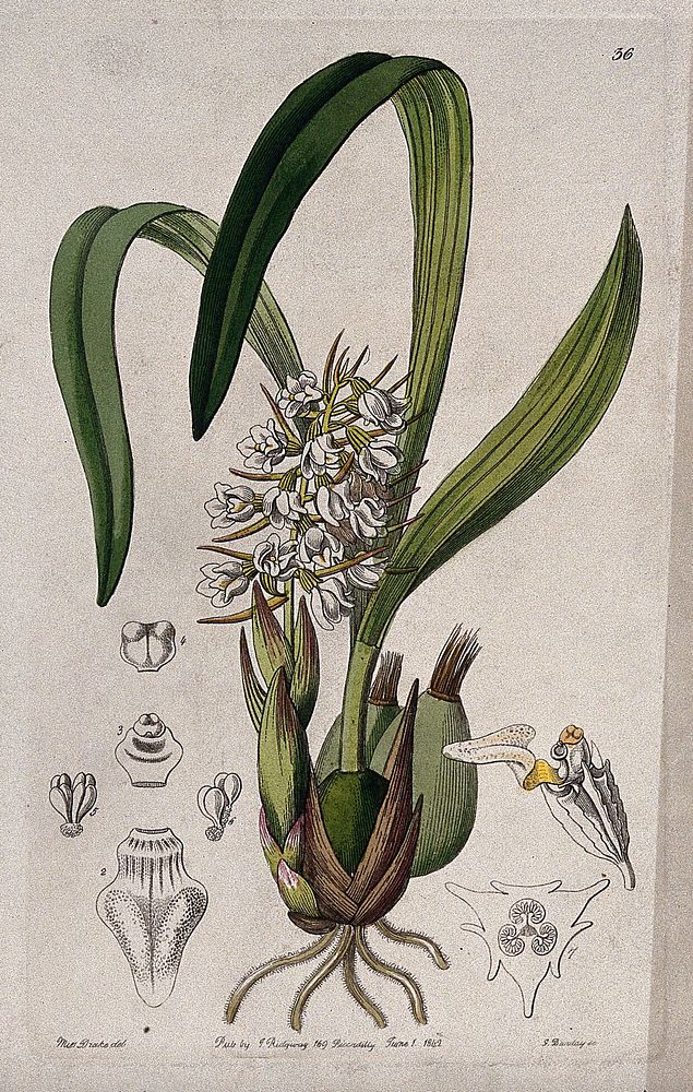 A tropical orchid (Coelia baueriana): flowering plant and floral segments. Coloured engraving by G. Barclay, c. 1842, after…
