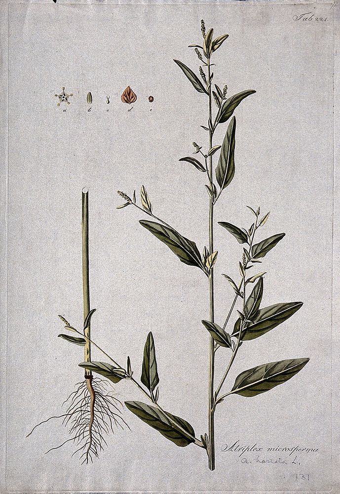 Saltbush (Atriplex microsperma): flowering stem with separate root and floral segments. Coloured etching after J. Schütz…