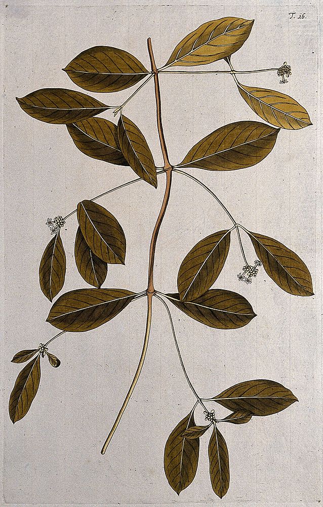 Morinda umbellata L.: flowering stem. Coloured engraving after F. von Scheidl, 1770.