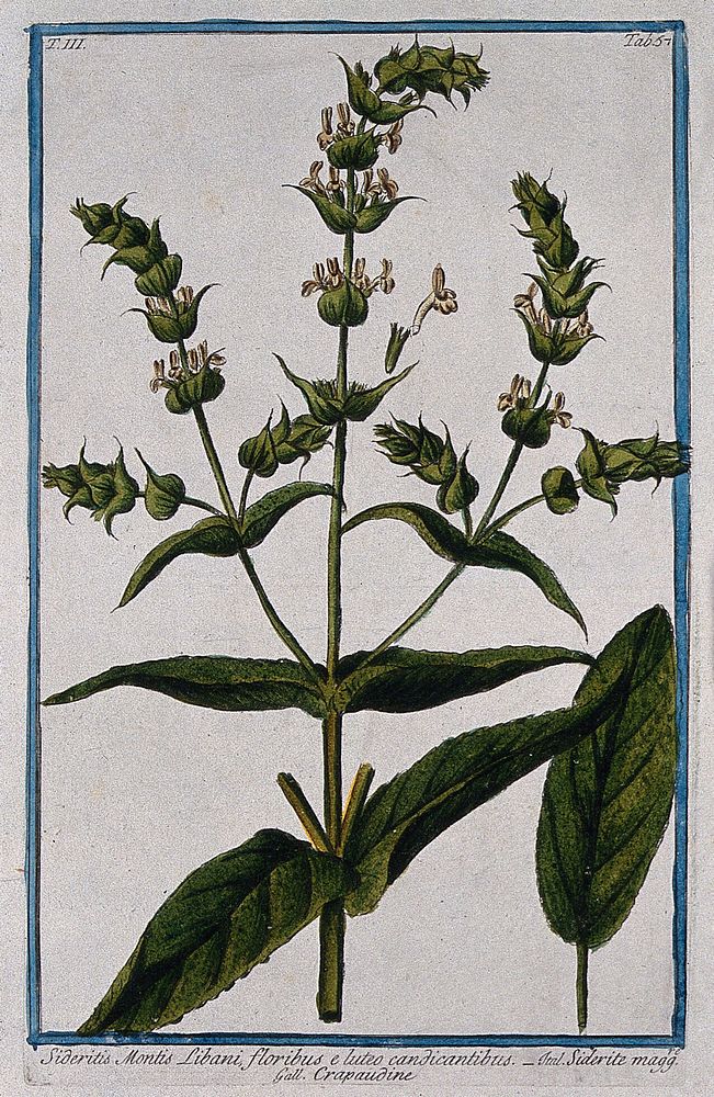 A species of Sideritis: flowering stem with separate leaf and floral segments. Coloured etching by M. Bouchard, 1775.