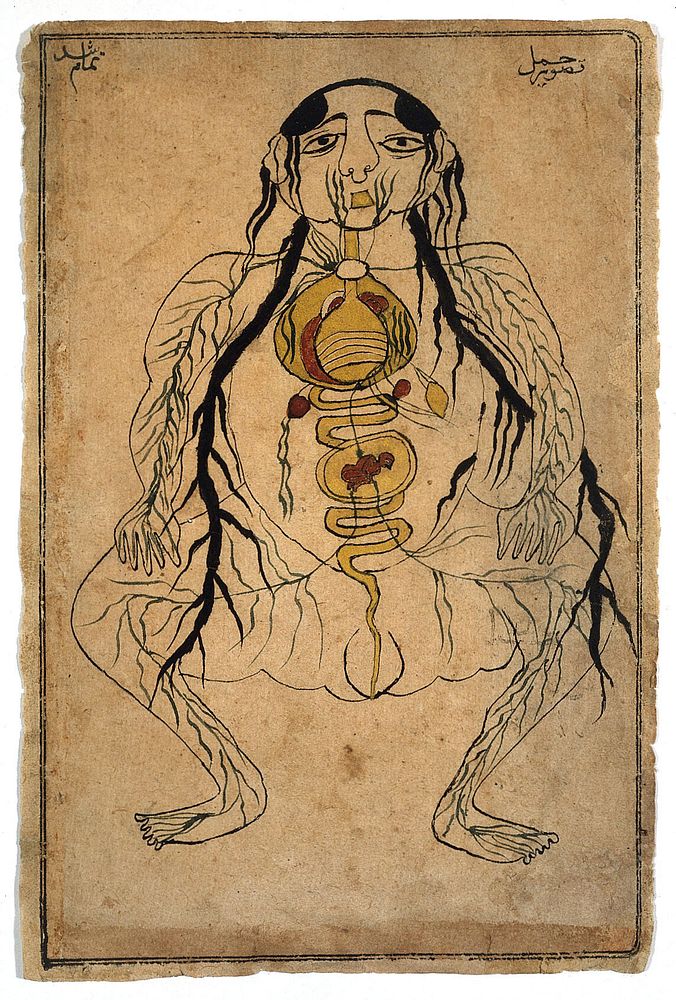 The viscera with a foetus in utero. Watercolour drawing by a Persian artist.