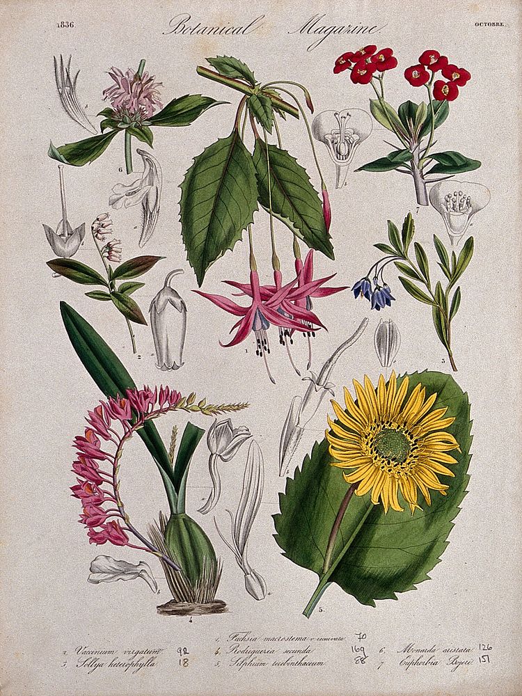 Seven garden plants, including an orchid and a fuchsia: flowering stems and floral segments. Coloured etching, c. 1836.