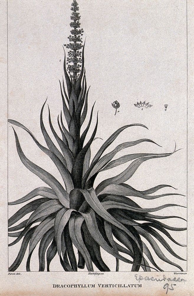 Dracophyllum verticillatum: flowering stem with floral segments. Engraving by C. T. Warren, c.1800, after A. Piron.