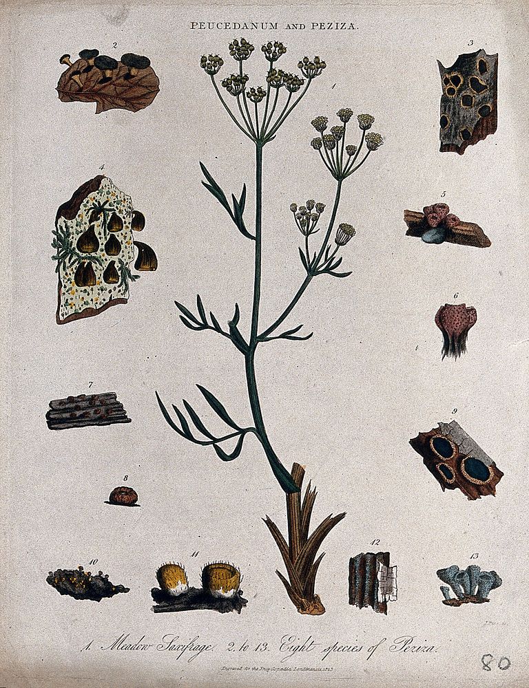 Hog fennel (Peucedanum officinale) and eight types of cup fungi (Peziza species). Coloured engraving by J. Pass, c. 1823.