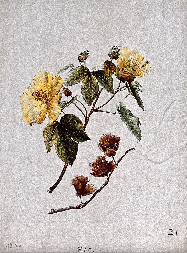 mallow plant (Abutilon incanum): flowering | Free Photo Illustration ...