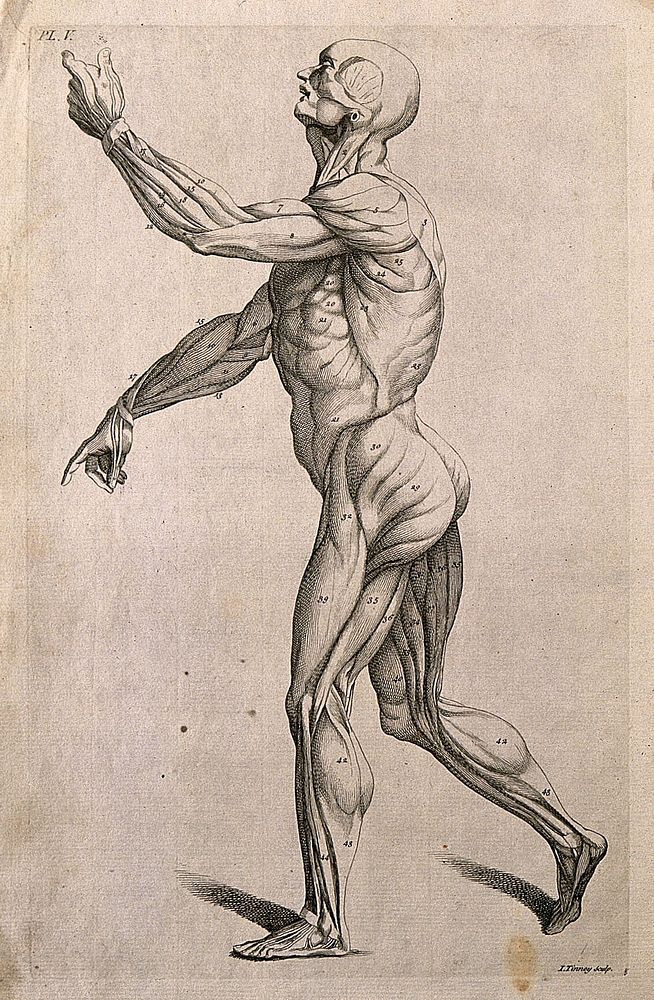 An écorché figure with left arm raised, seen from the left side. Line engraving by J. Tinney, after A. Vesalius, 1743.