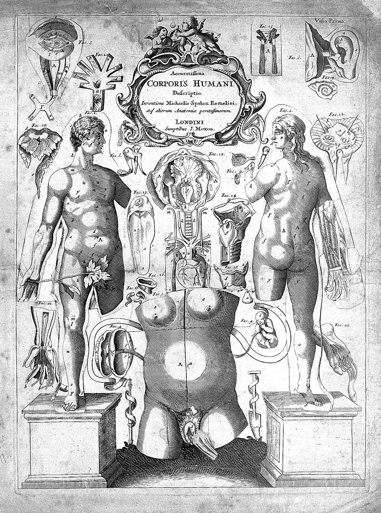 Remmelin "Survey of the microcosme": anatomical figures