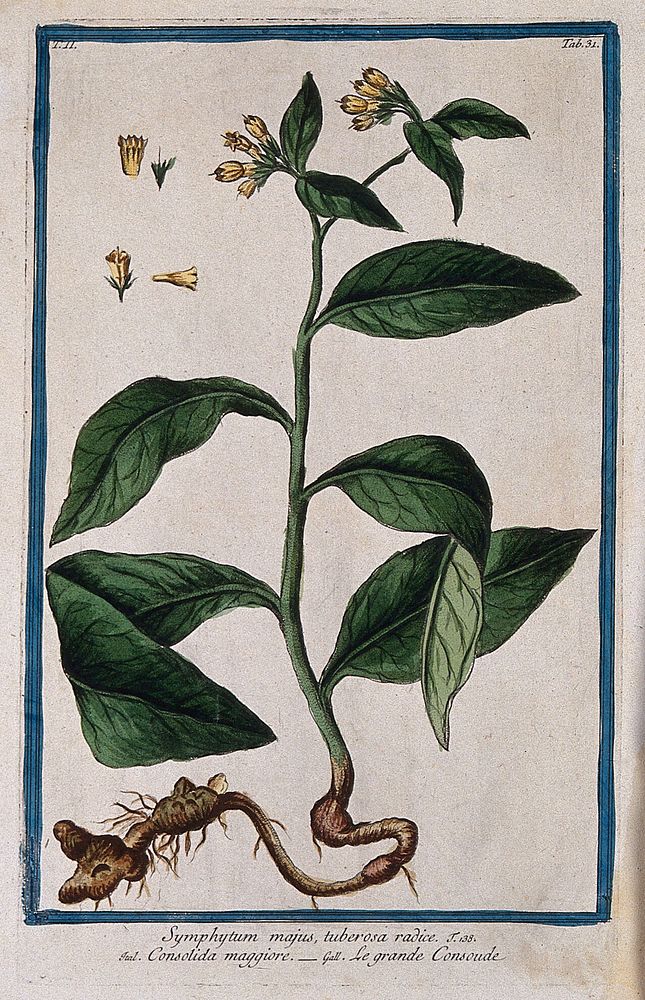 Comfrey (Symphytum tuberosum L.): entire flowering plant with separate floral sections. Coloured etching by M. Bouchard…