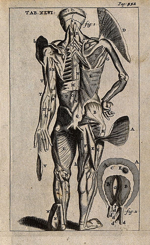 The muscles of the body seen from the back and the diaphragm (at the lower right). Engraving, 1686.