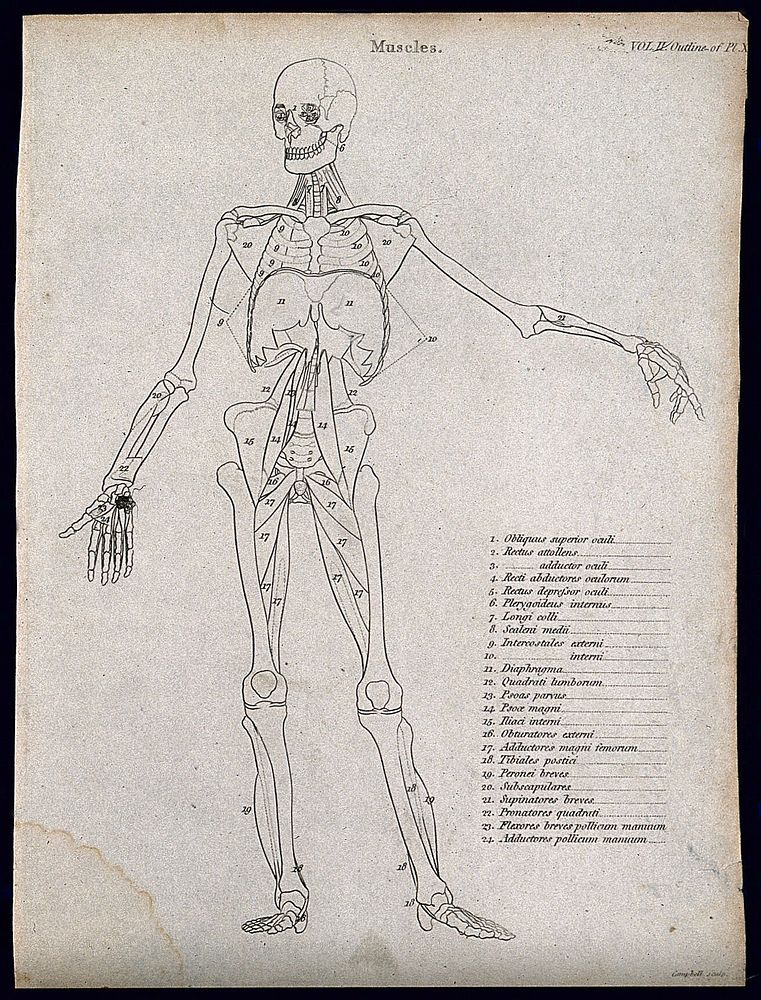 An écorché showing bones, left | Free Photo Illustration - rawpixel