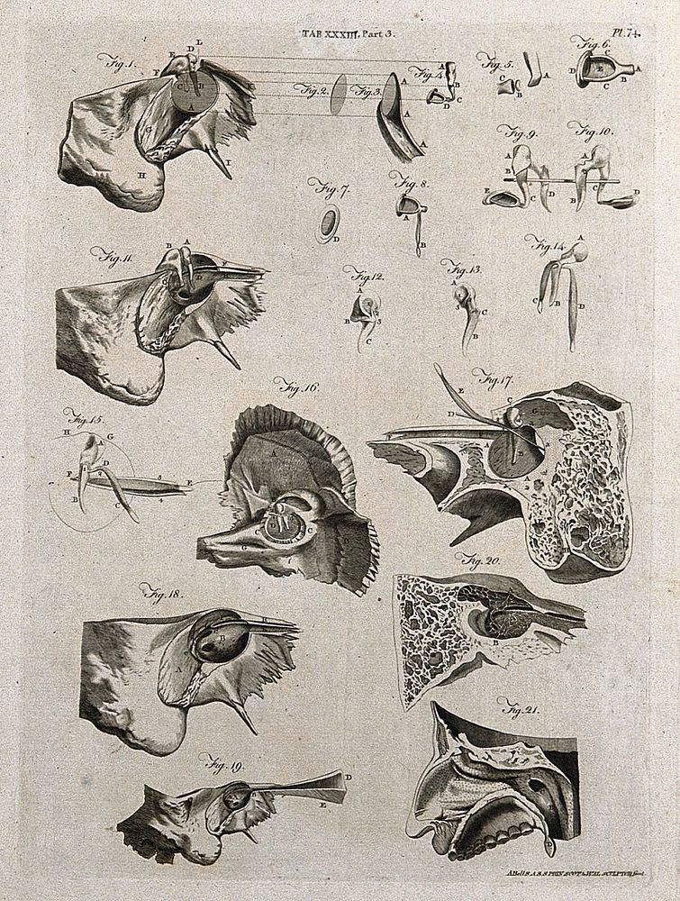 Parts of the ear: twenty-one figures. Line engraving by A. Bell after J. G.  Duverney, 1798.