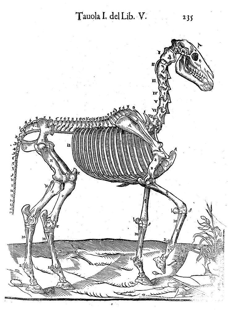 Skeleton of a horse, 1618