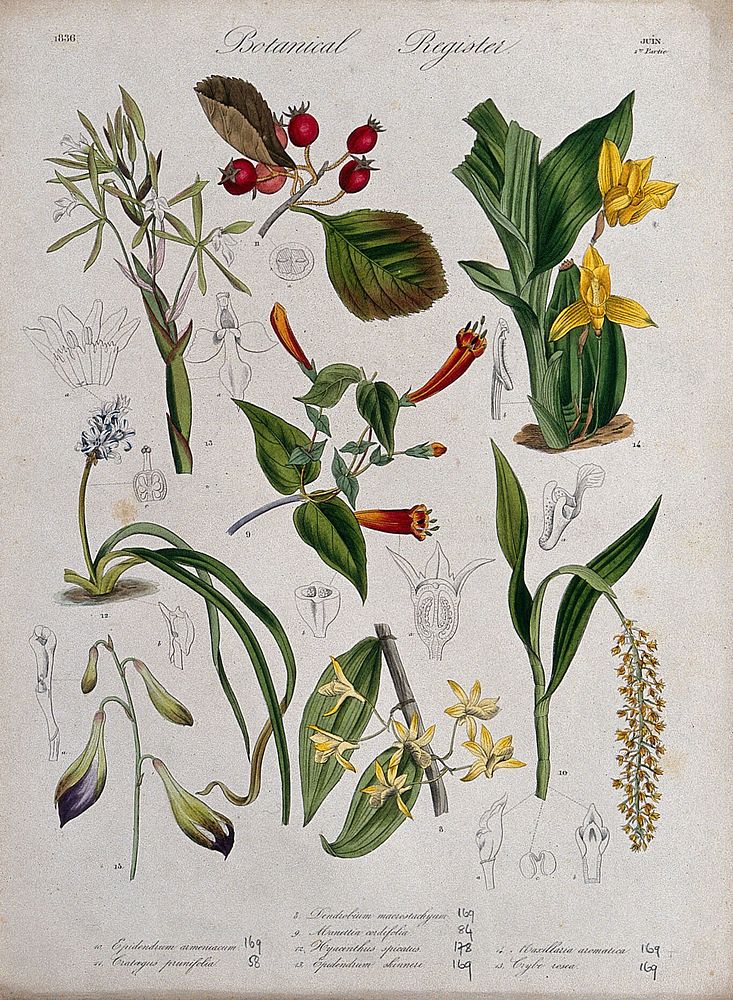 Eight plants, including five orchids: flowering stems. Coloured etching, c. 1836.