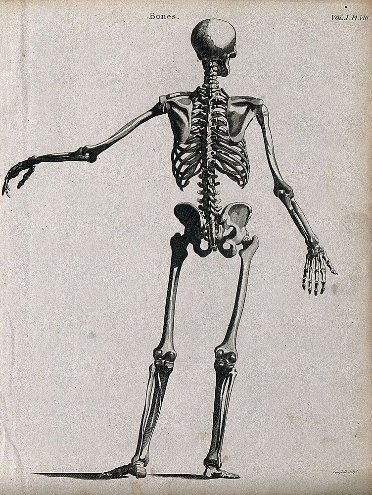 Skeleton: seen from behind. Line engraving by Campbell, 1816/1821.