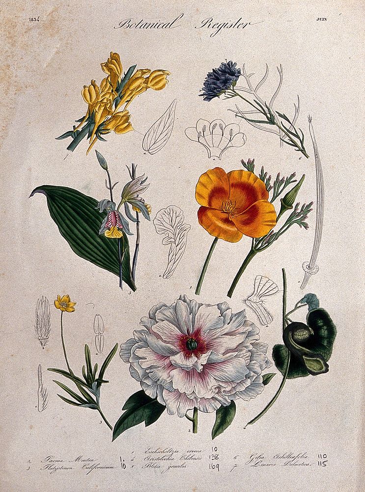 Seven plants, including an orchid, a paeony and a toadflax: flowering stems. Coloured etching, c. 1834.