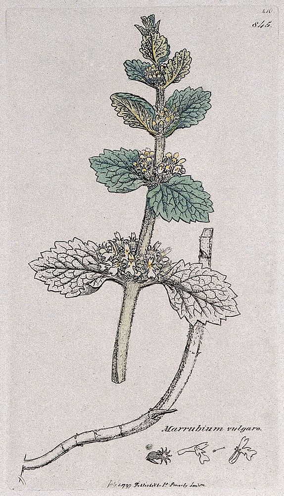 White horehound (Marrubium vulgare): flowering stem, root and floral segments. Coloured engraving after J. Sowerby, 1797.