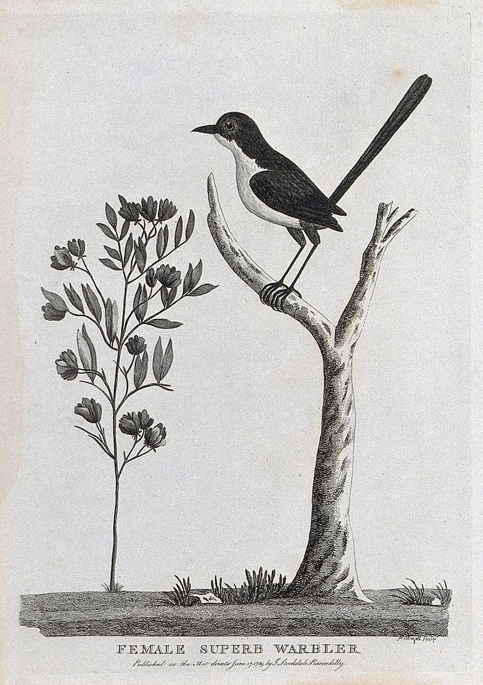 A female superb warbler sitting on a branch of a tree. Etching by P. Mazell.