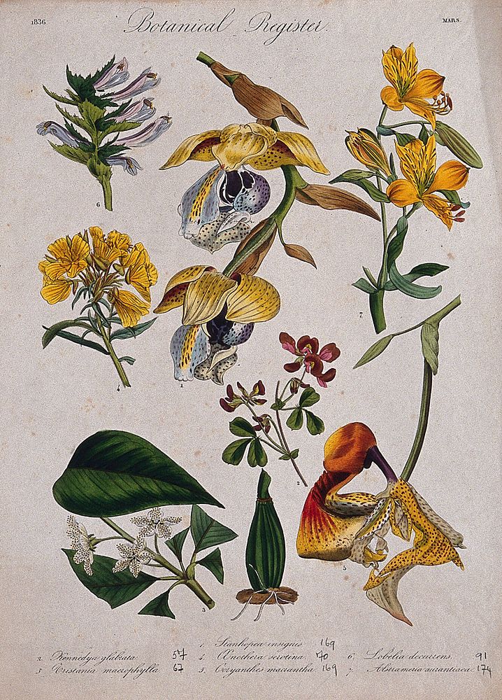Seven plants, including two orchids and an alstroemeria: flowering stems. Coloured etching, c. 1836.