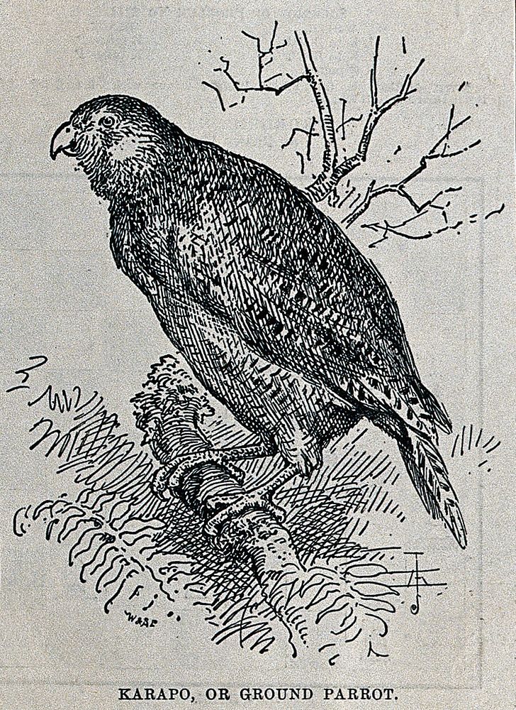 A kakapo or owl parrot on a branch. Wood engraving by W. & S. Ltd.