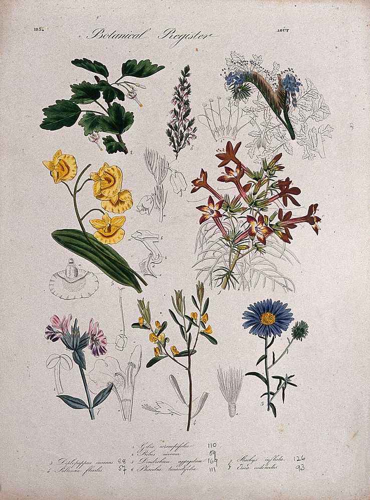 Seven plants, including an orchid and a currant: flowering stems. Coloured etching, c. 1834.