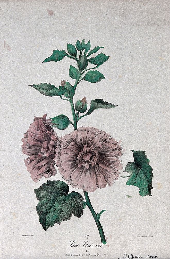 A flowering marsh mallow plant (Althaea rosa). Coloured lithograph, c. 1850, after Guenébeaud.