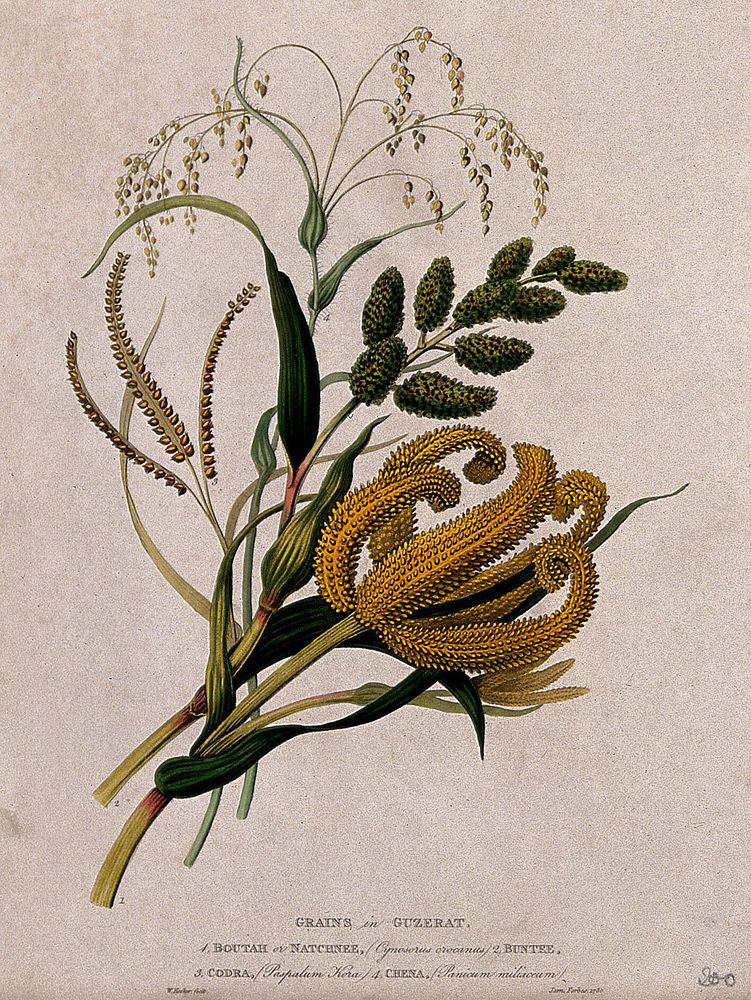 Four seedheads of different grasses (Gramineae species): Cynosorus crocanus, buntee, Paspalum kora and Panicum miliaceum or…