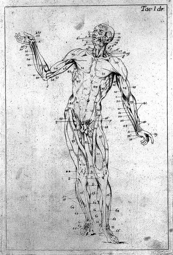 Anatomia esterna del corpo umano per uso de' pittori, e scultori delineata / ed incisa de E. Lelli con la denotazione delle…