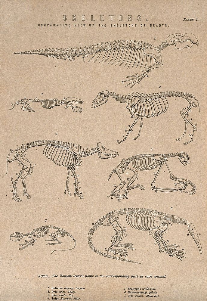 Skeletons of a dugong (halicore), a sheep, a pig, a mole, a three-toed sloth, a black rat and an anteater. Line engraving…