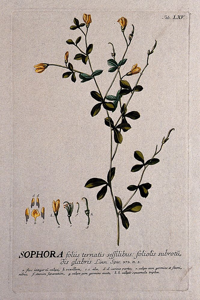 A plant (Sophora tinctoria) related to the pagoda tree: flowering and fruiting stem with separate floral segments. Coloured…