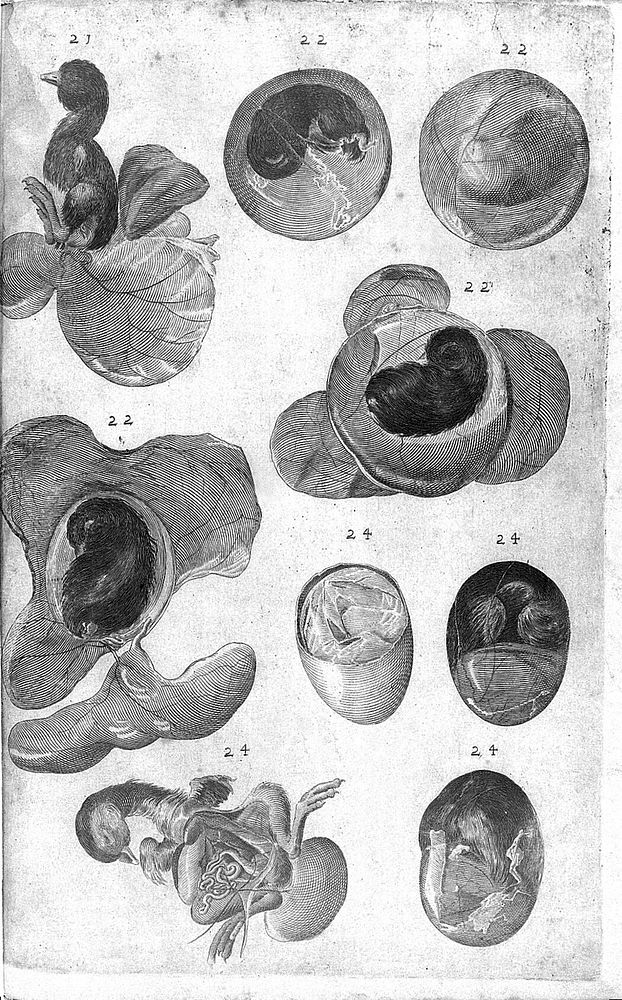 Engraving: Growth of chick embryo at days 21-24, 1625.